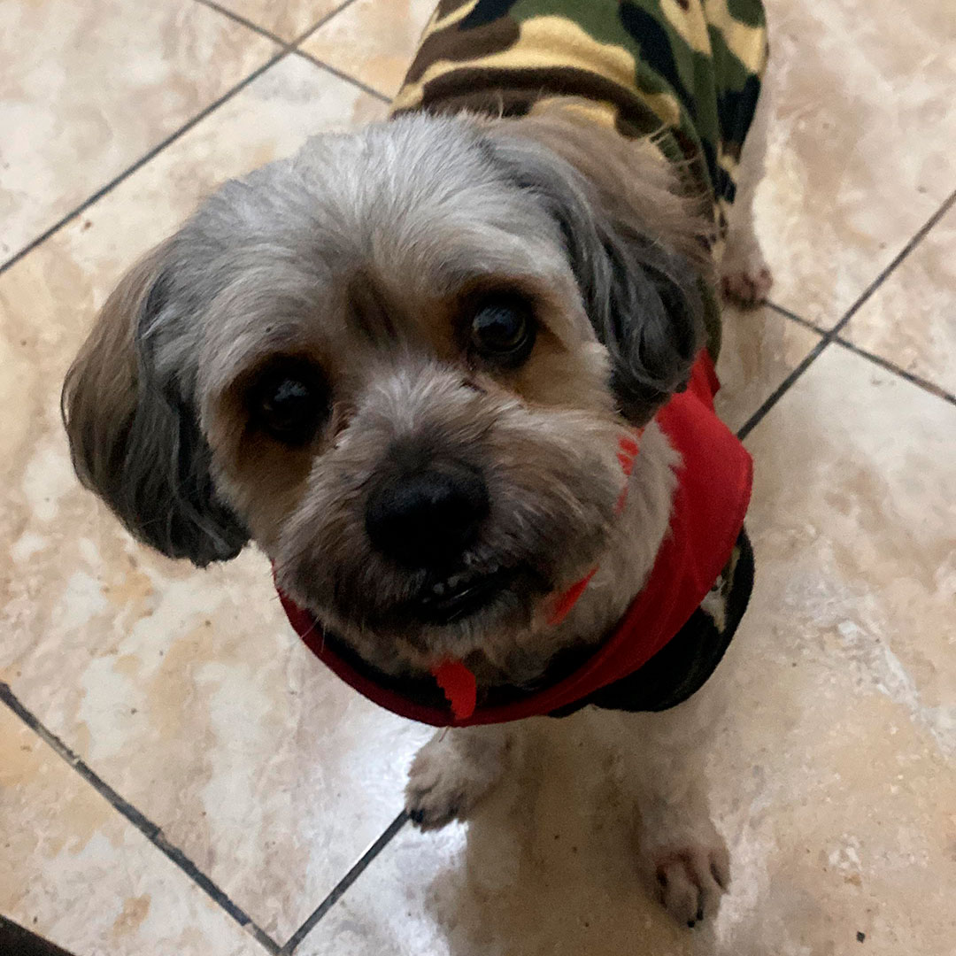 Foto de Rocky